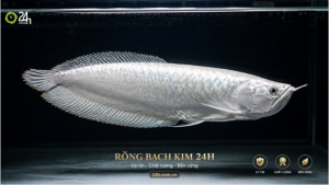 Rồng bạch kim 24h